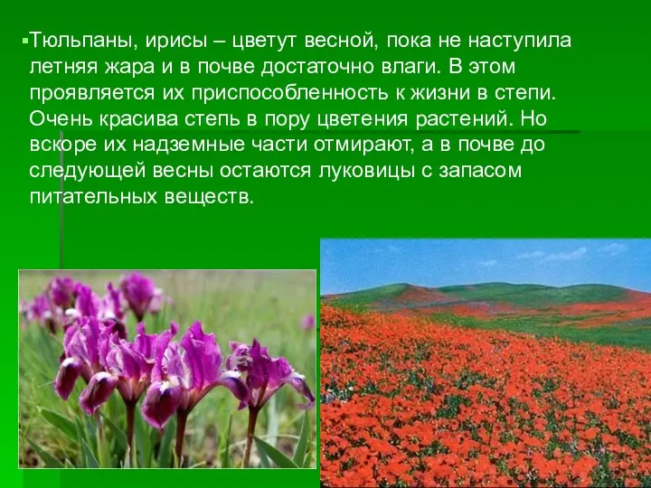 Тюльпаны, ирисы – цветут весной, пока не наступила летняя жара и в почве