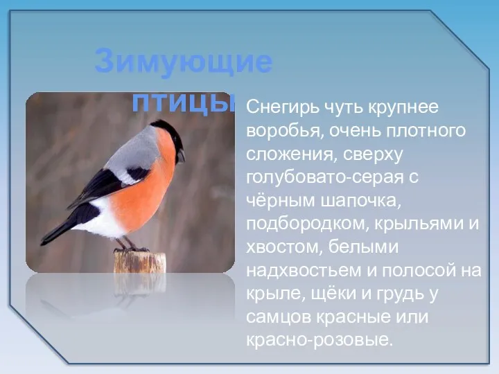 Снегирь чуть крупнее воробья, очень плотного сложения, сверху голубовато-серая с