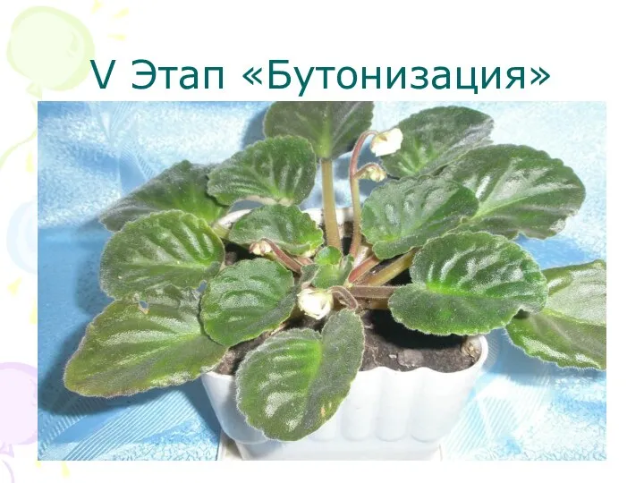 V Этап «Бутонизация»