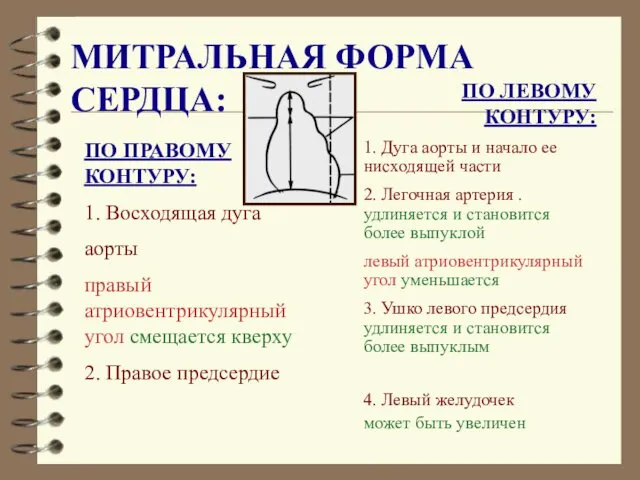 МИТРАЛЬНАЯ ФОРМА СЕРДЦА: ПО ЛЕВОМУ КОНТУРУ: 1. Дуга аорты и