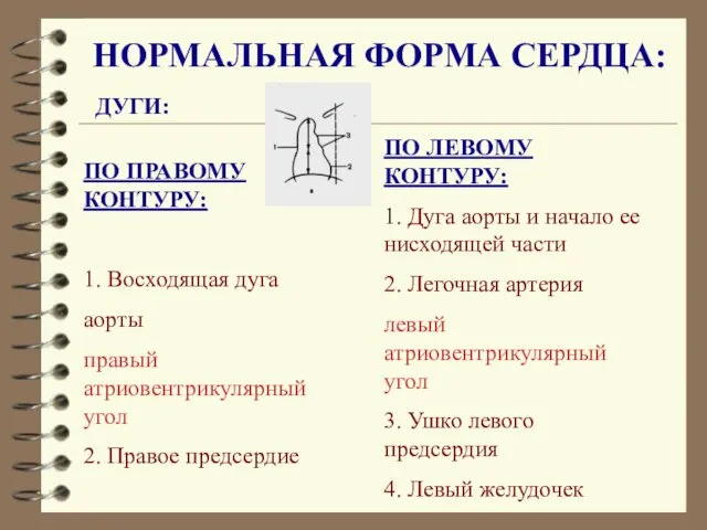 НОРМАЛЬНАЯ ФОРМА СЕРДЦА: ДУГИ: ПО ПРАВОМУ КОНТУРУ: 1. Восходящая дуга