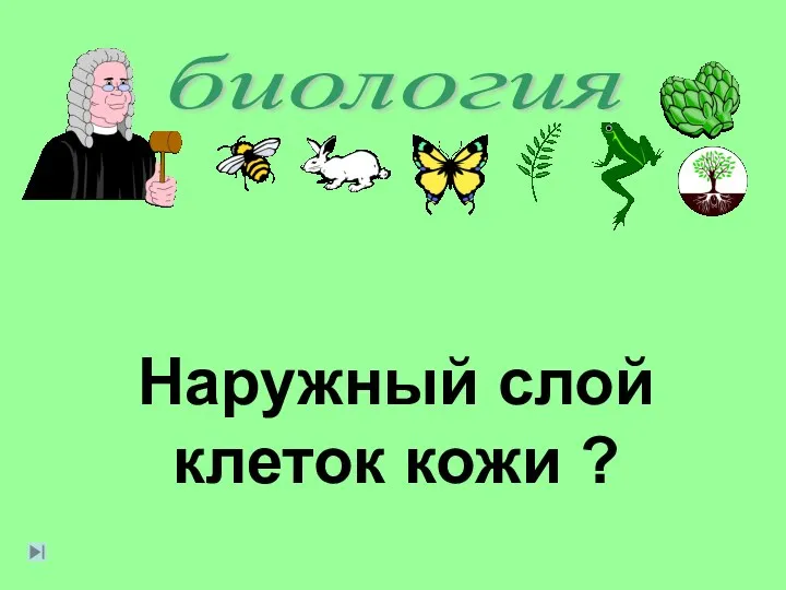 биология Наружный слой клеток кожи ?