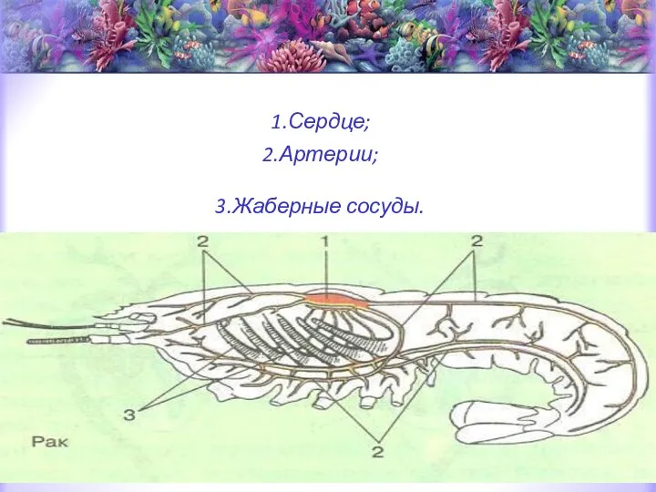 1.Сердце; 2.Артерии; 3.Жаберные сосуды.