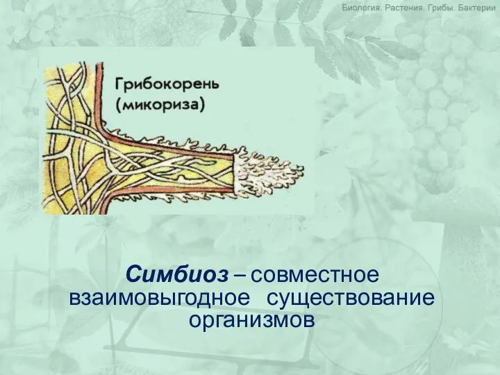 Симбиоз – совместное взаимовыгодное существование организмов