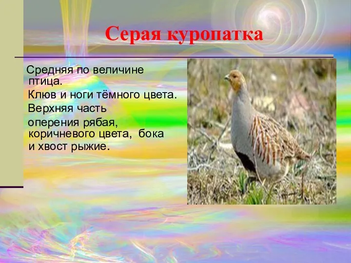 Серая куропатка Средняя по величине птица. Клюв и ноги тёмного