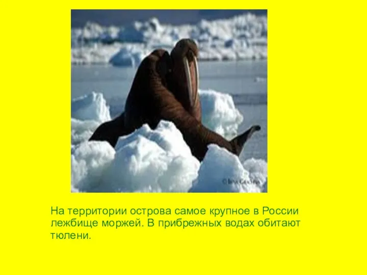 На территории острова самое крупное в России лежбище моржей. В прибрежных водах обитают тюлени.