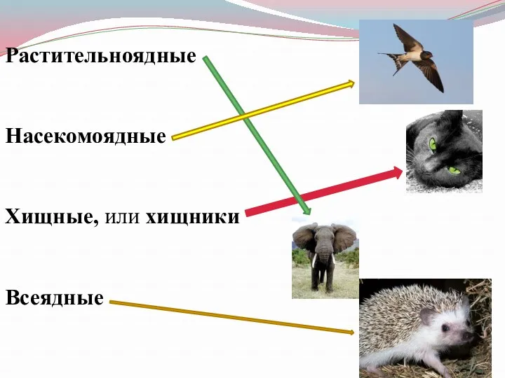 Растительноядные Насекомоядные Хищные, или хищники Всеядные