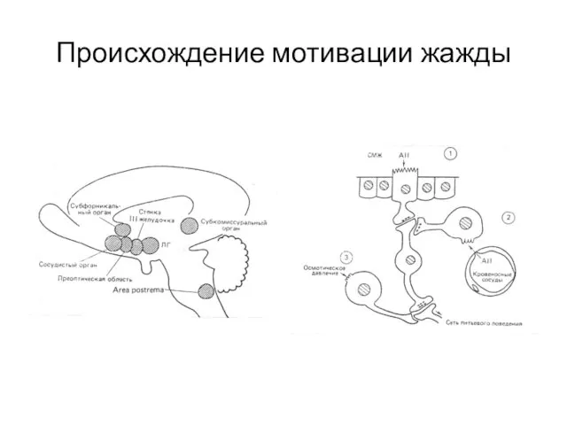 Происхождение мотивации жажды