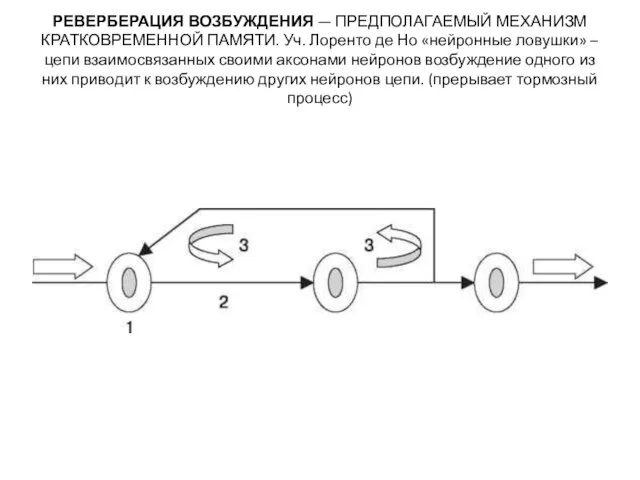 РЕВЕРБЕРАЦИЯ ВОЗБУЖДЕНИЯ — ПРЕДПОЛАГАЕМЫЙ МЕХАНИЗМ КРАТКОВРЕМЕННОЙ ПАМЯТИ. Уч. Лоренто де