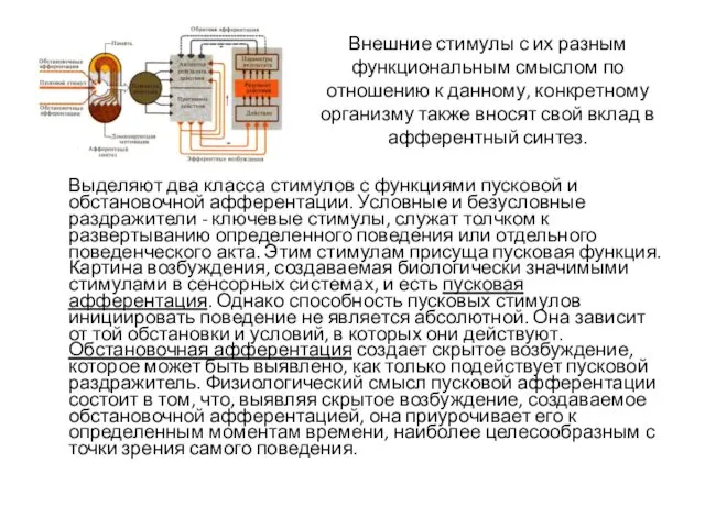 Внешние стимулы с их разным функциональным смыслом по отношению к