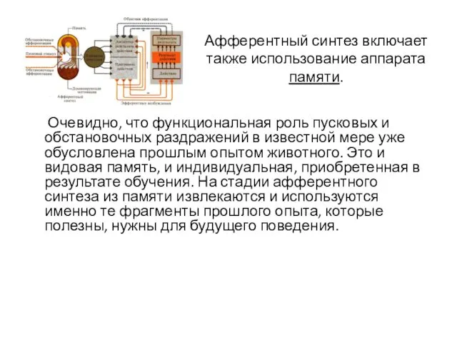 Афферентный синтез включает также использование аппарата памяти. Очевидно, что функциональная