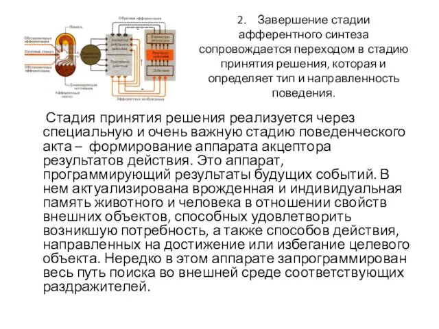 2. Завершение стадии афферентного синтеза сопровождается переходом в стадию принятия