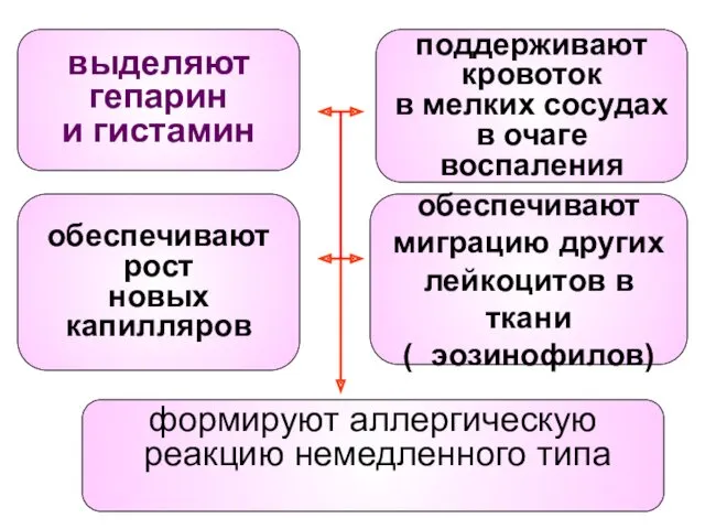 выделяют гепарин и гистамин поддерживают кровоток в мелких сосудах в очаге воспаления обеспечивают