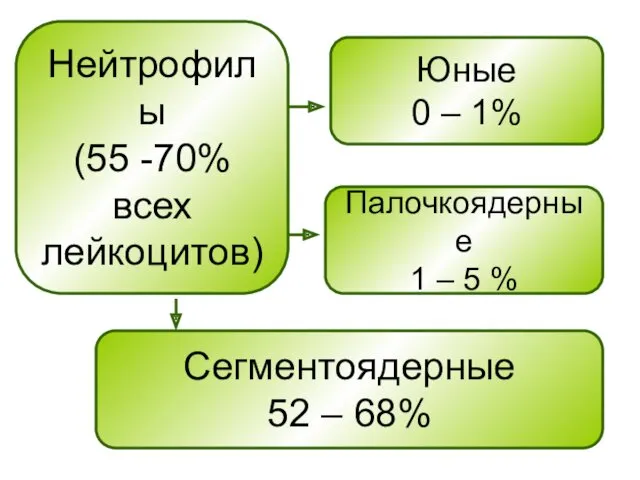 Нейтрофилы (55 -70% всех лейкоцитов) Юные 0 – 1% Палочкоядерные 1 – 5