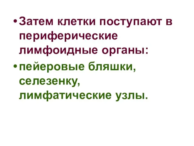 Затем клетки поступают в периферические лимфоидные органы: пейеровые бляшки, селезенку, лимфатические узлы.