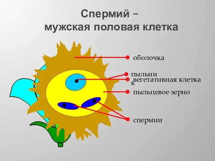 Спермий – мужская половая клетка