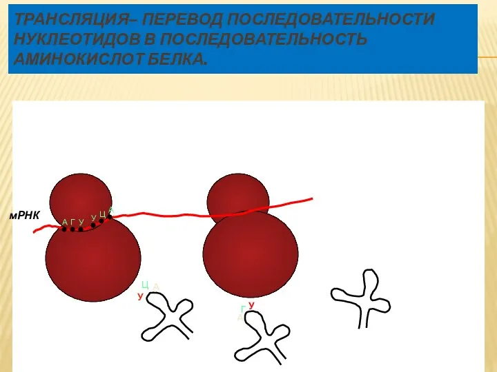 Трансляция– перевод последовательности нуклеотидов в последовательность аминокислот белка. мРНК А