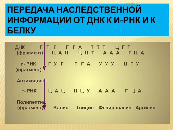 Передача наследственной информации от ДНК к и-РНК и к белку