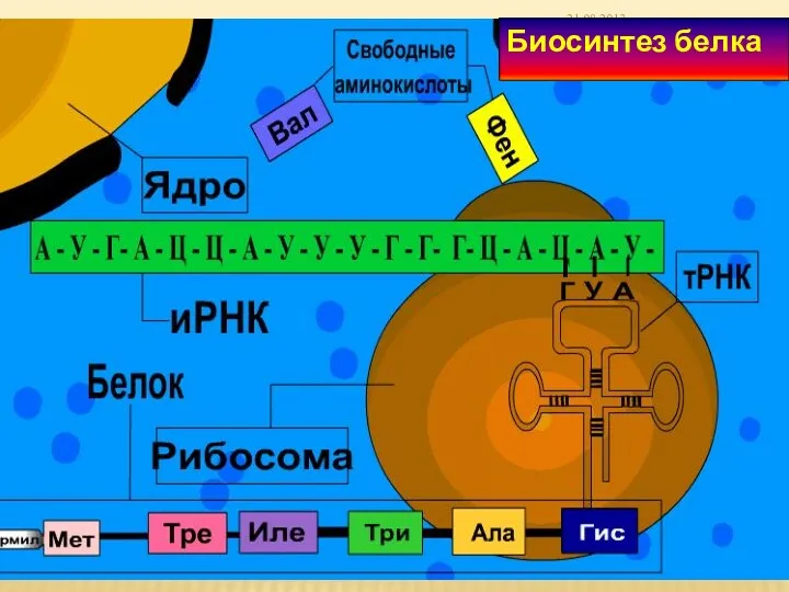 Биосинтез белка