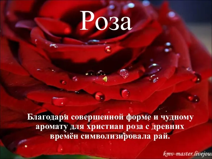 Роза Благодаря совершенной форме и чудному аромату для христиан роза с древних времён символизировала рай.