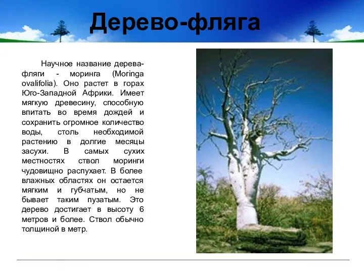 Дерево-фляга Научное название дерева-фляги - моринга (Moringa ovalifolia). Оно растет