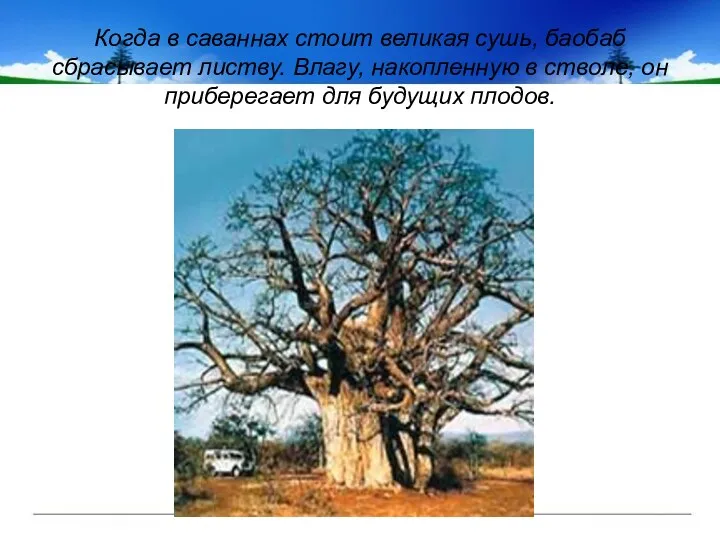 Когда в саваннах стоит великая сушь, баобаб сбрасывает листву. Влагу,