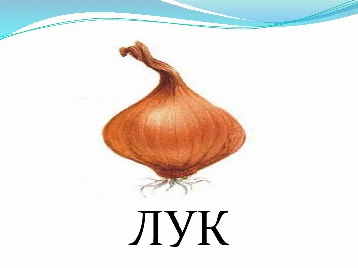 ЛУК