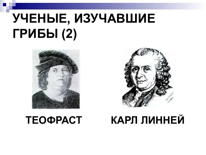 УЧЕНЫЕ, ИЗУЧАВШИЕ ГРИБЫ (2) ТЕОФРАСТ КАРЛ ЛИННЕЙ