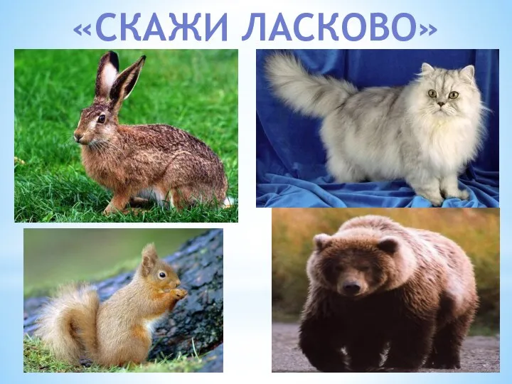 «Скажи ласково»