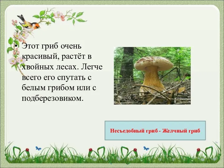 Этот гриб очень красивый, растёт в хвойных лесах. Легче всего