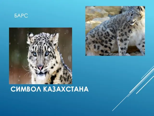 СИМВОЛ КАЗАХСТАНА БАРС