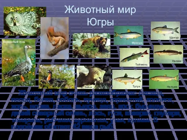 Животный мир Югры Животный мир очень разнообразен: лисица, песец, белка,