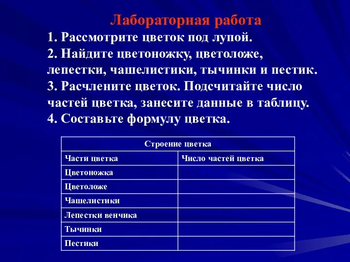 Лабораторная работа 1. Рассмотрите цветок под лупой. 2. Найдите цветоножку,