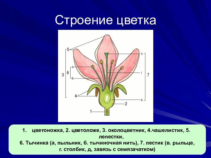 Строение цветка цветоножка, 2. цветоложе, 3. околоцветник, 4.чашелистик, 5. лепестки,