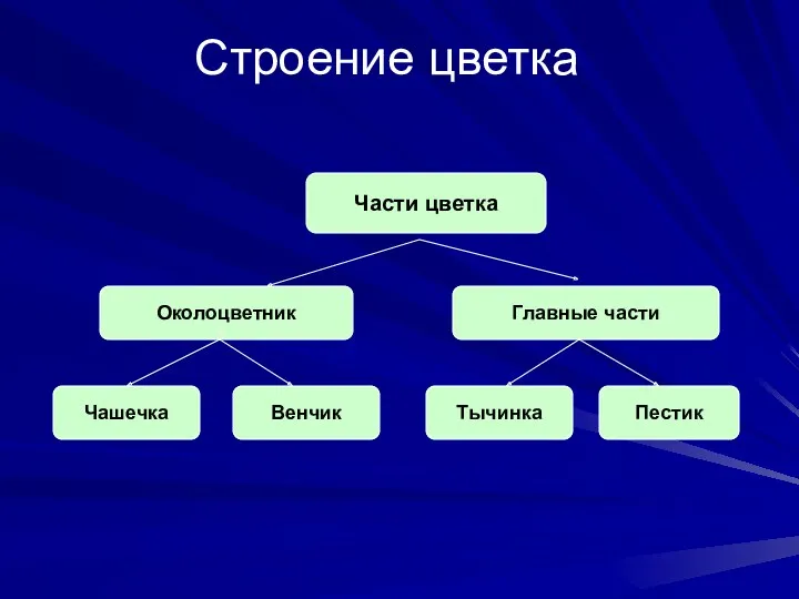 Строение цветка Части цветка Околоцветник Главные части Чашечка Венчик Тычинка Пестик