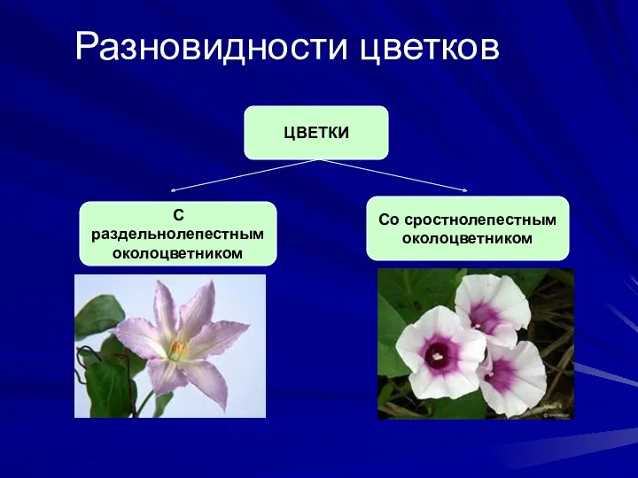 Разновидности цветков ЦВЕТКИ С раздельнолепестным околоцветником Со сростнолепестным околоцветником