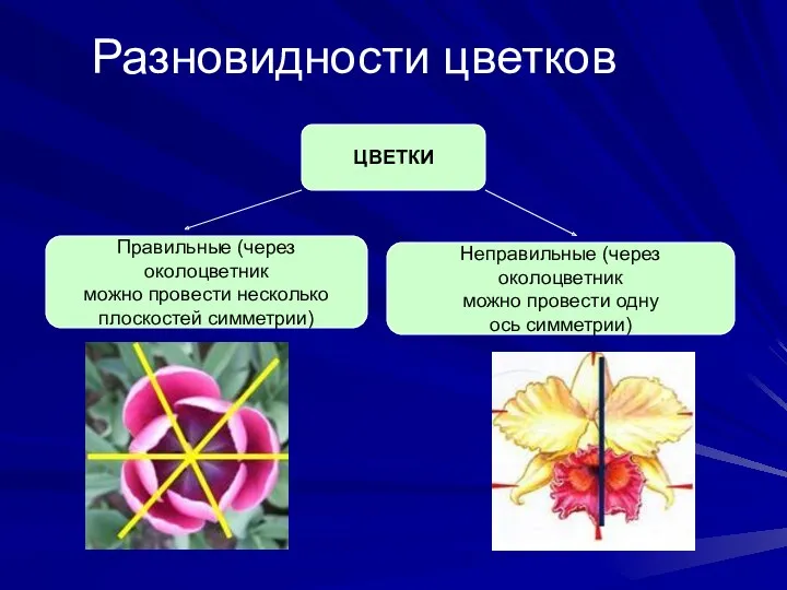 Разновидности цветков ЦВЕТКИ Правильные (через околоцветник можно провести несколько плоскостей