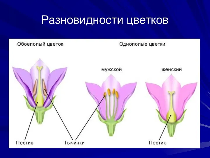 Разновидности цветков