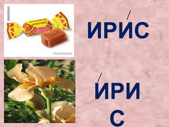 ИРИС ИРИС