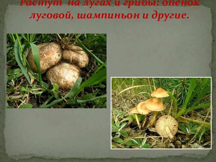 Растут на лугах и грибы: опёнок луговой, шампиньон и другие.