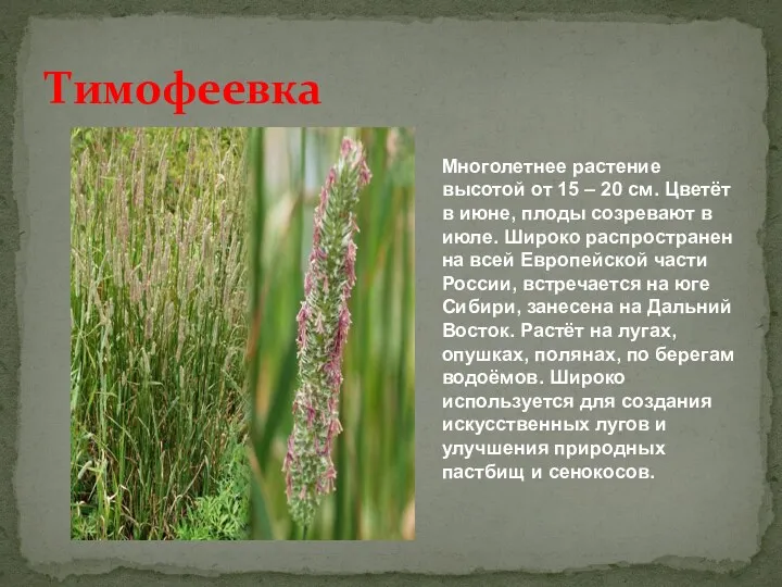 Тимофеевка Многолетнее растение высотой от 15 – 20 см. Цветёт