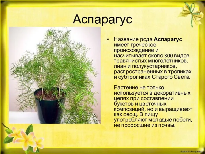 Аспарагус Название рода Аспарагус имеет греческое происхождение и насчитывает около 300 видов травянистых