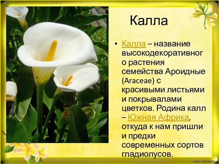 Калла Калла – название высокодекоративного растения семейства Ароидные (Araceae) с