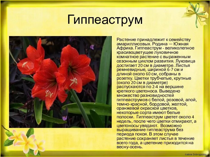 Гиппеаструм Растение принадлежит к семейству амариллисовых. Родина — Южная Африка. Гиппеаструм - великолепное