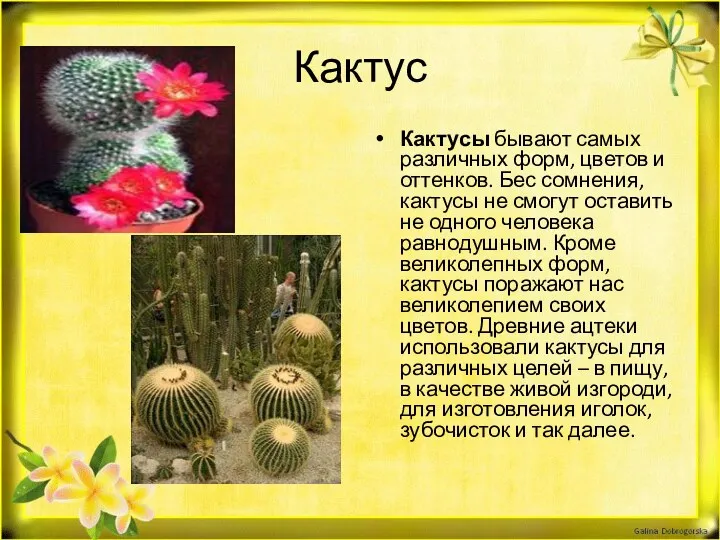 Кактус Кактусы бывают самых различных форм, цветов и оттенков. Бес сомнения, кактусы не