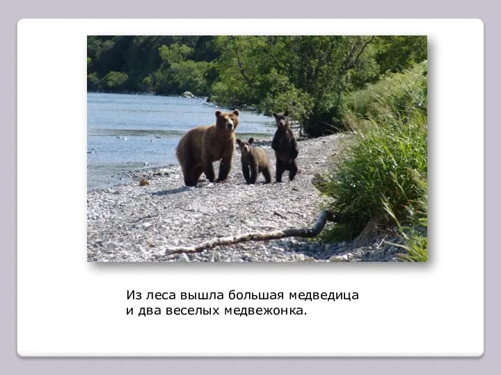 Из леса вышла большая медведица и два веселых медвежонка.