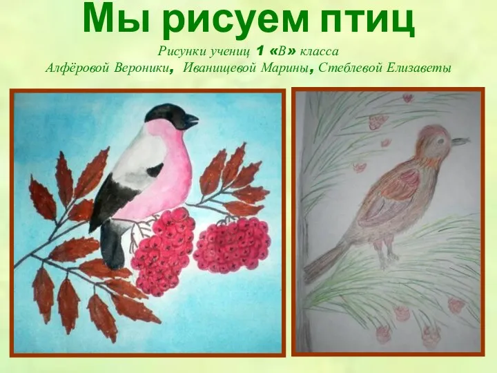Мы рисуем птиц Рисунки учениц 1 «В» класса Алфёровой Вероники, Иванищевой Марины, Стеблевой Елизаветы