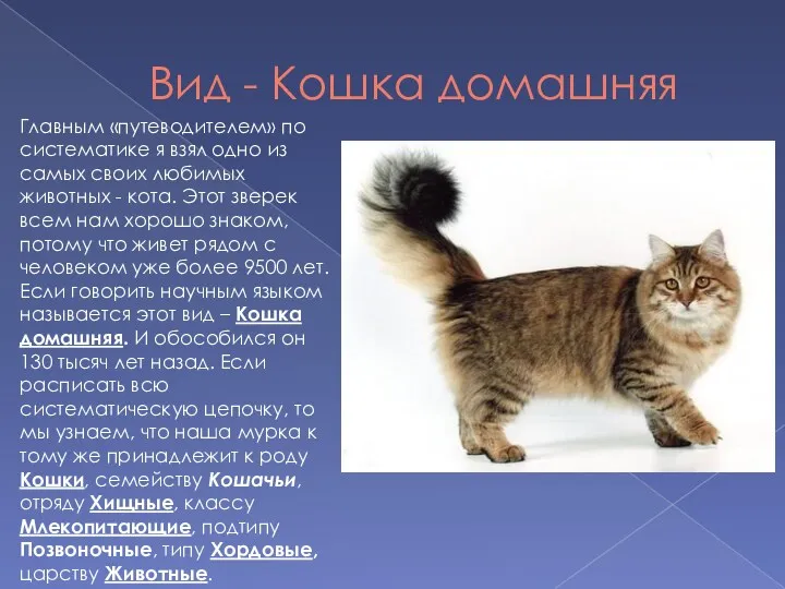 Вид - Кошка домашняя Главным «путеводителем» по систематике я взял