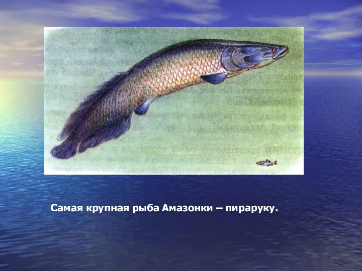 Самая крупная рыба Амазонки – пираруку.