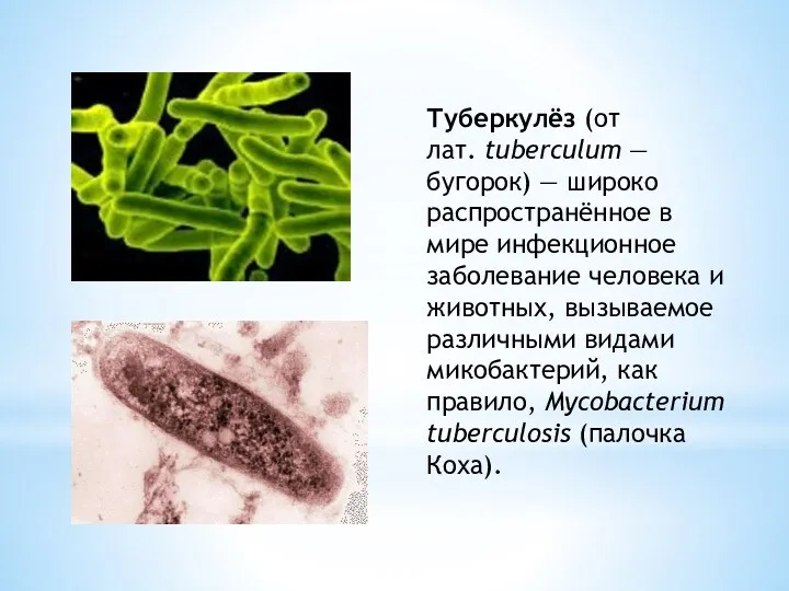 Туберкулёз (от лат. tuberculum — бугорок) — широко распространённое в